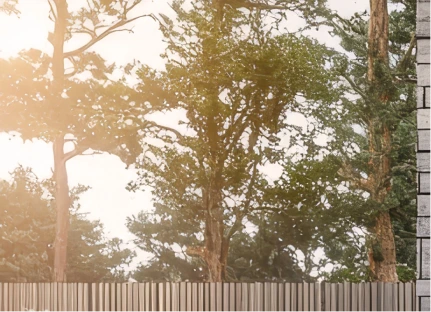 Trees with the sun behind